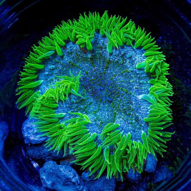 Green Rock Flower Anemone