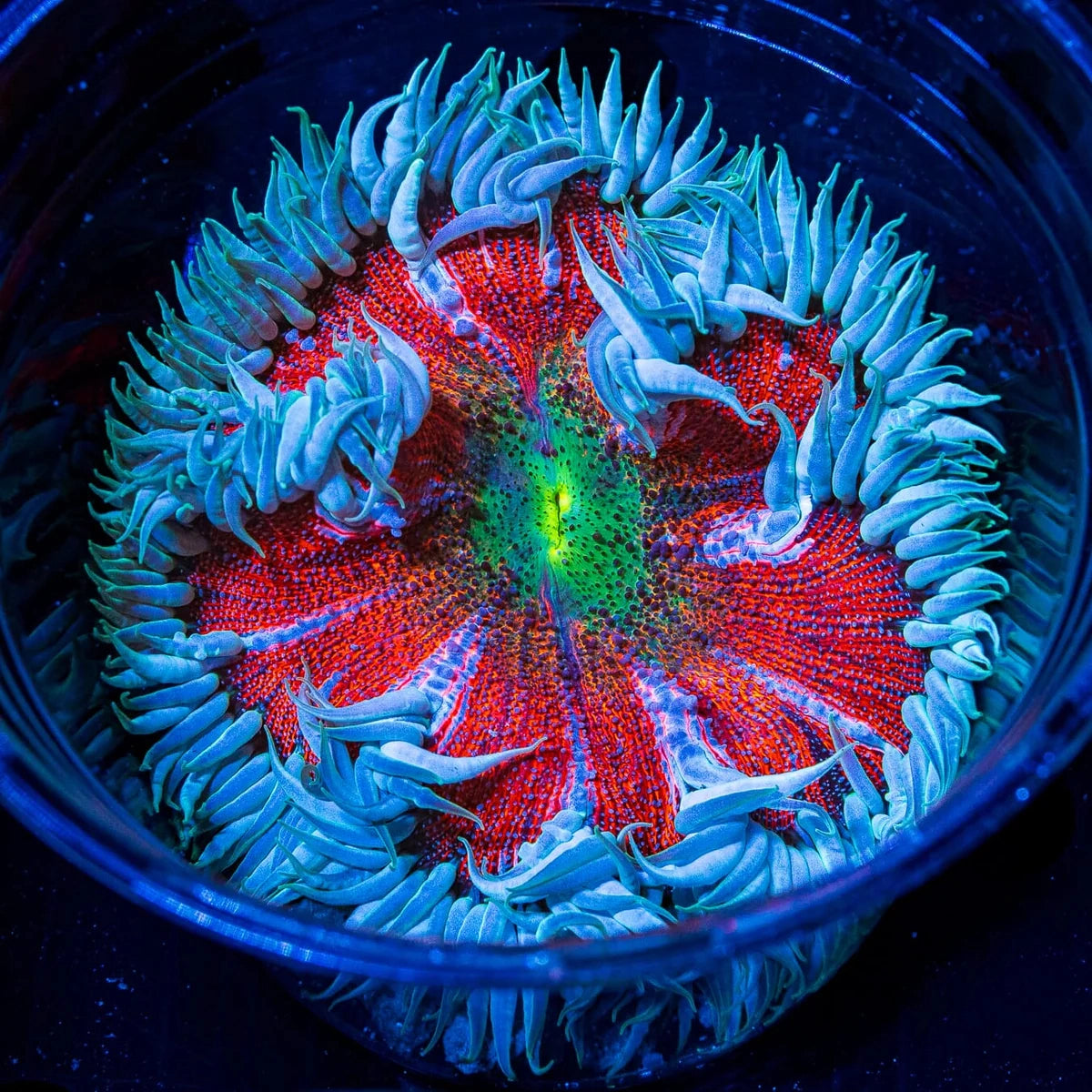 Ultra Rock Flower Anemone