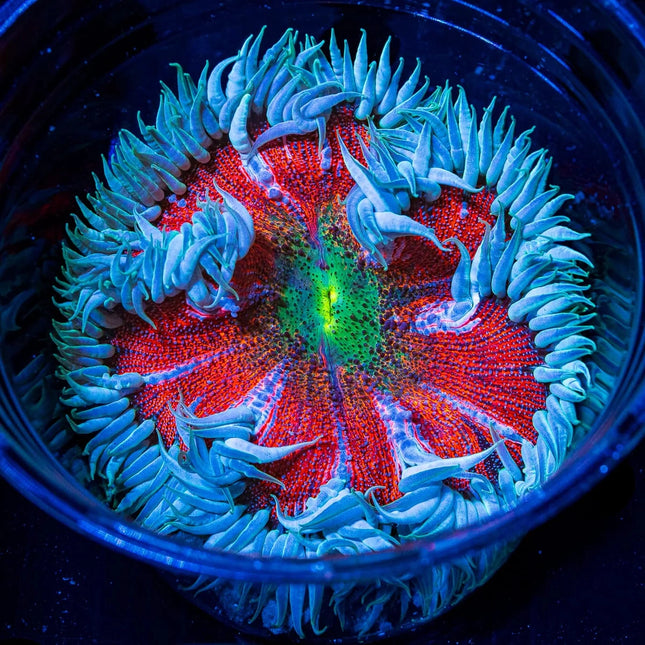 Ultra Rock Flower Anemone