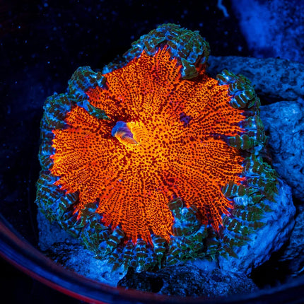Premium Rock Flower Anemone