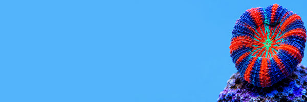 WYSIWYG Corals Banner