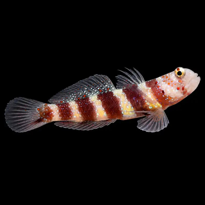 Small fish with striped pattern - Wheelers Shrimp Goby