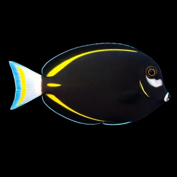 WhitecheekTang_GoldRimmed