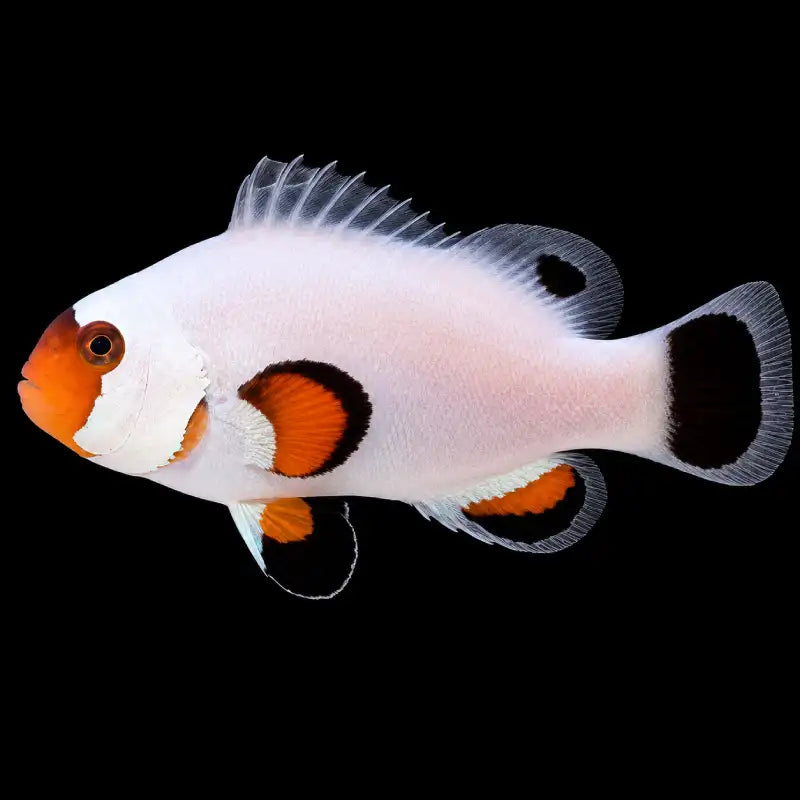 Wyoming_White_Clownfish_-_Reefamorous