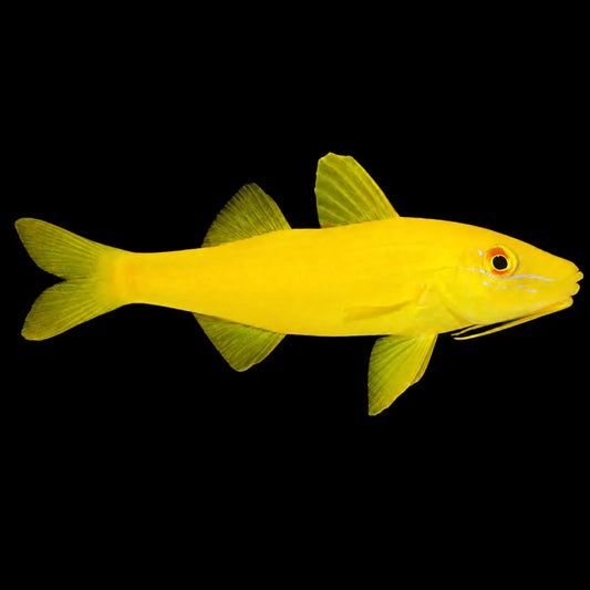 A bright yellow fish with translucent yellow fins and a small orange eye, shown against a solid black background.