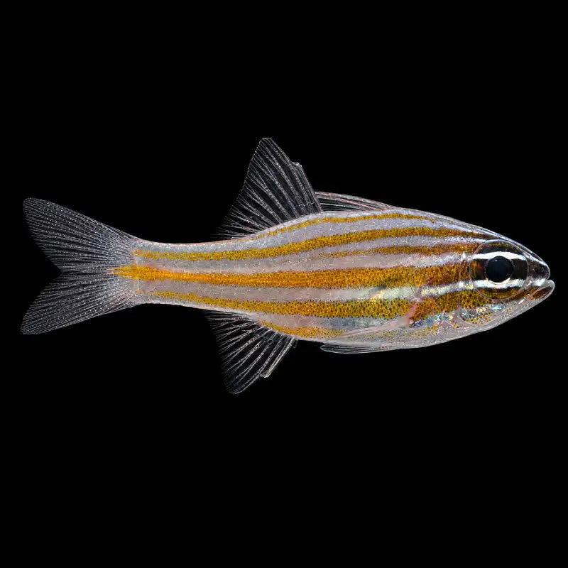 A live zebra fish with distinct horizontal orange and black stripes, shown swimming against a solid black background.