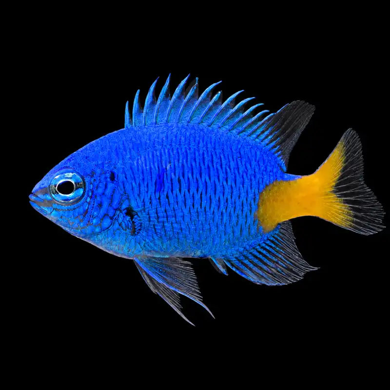 Blue fish with a yellow tail against a black background