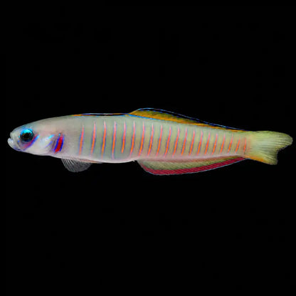 Colorful fish with striped pattern - Zebra Barred Dartfish