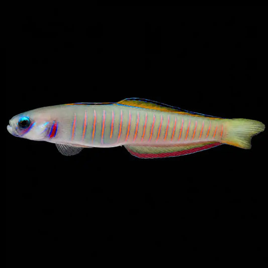 Colorful fish with striped pattern - Zebra Barred Dartfish