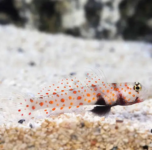 Orange Spotted Goby