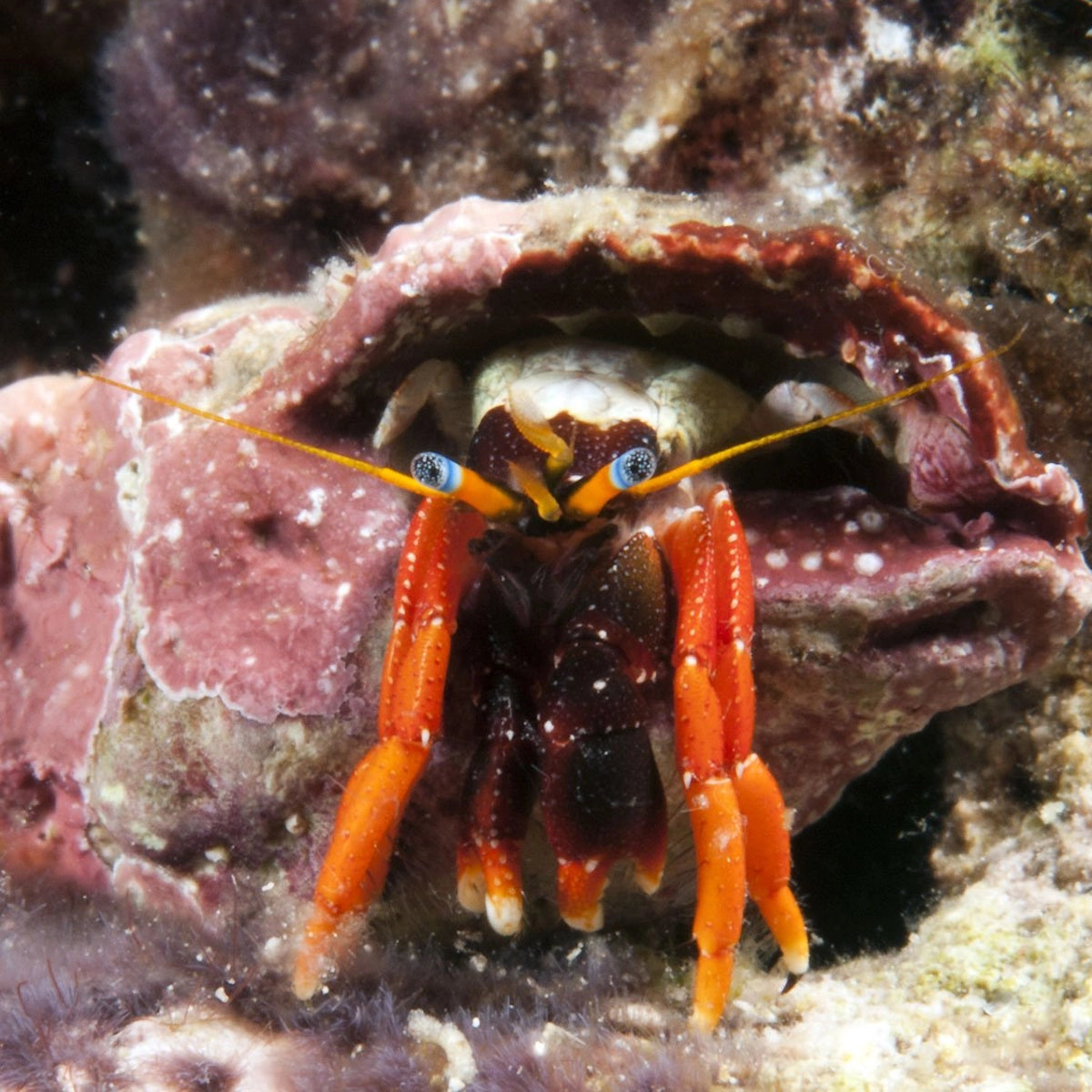 Garmard's Hermit Crab