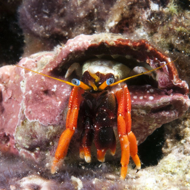 Garmard's Hermit Crab