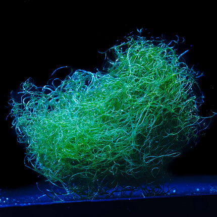 Chaetomorpha 10 cm Ball