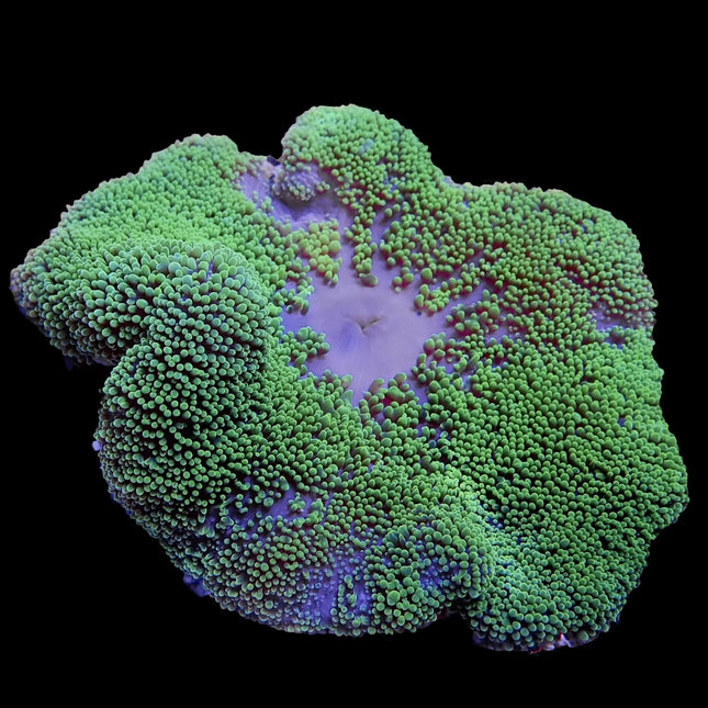 Green Haddon's Carpet Anemone