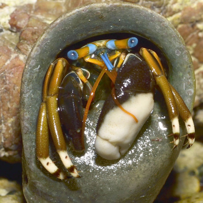 White claw Hermit Crab