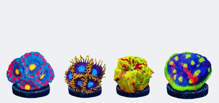 <h1>Live Reef Coral Bidding Every Week</h1>