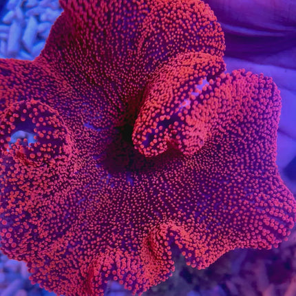 Red Haddon's Carpet Anemone