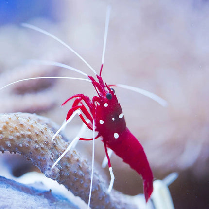 Blood Red Fire Shrimp