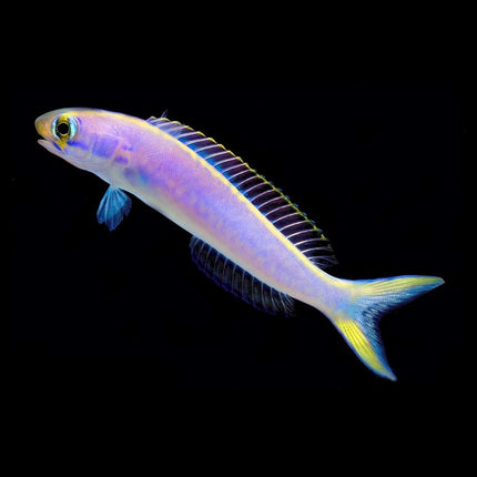 Flashing Tilefish