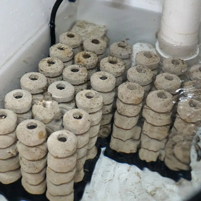 Wavereef - Acrylic Bio Sphere Holder