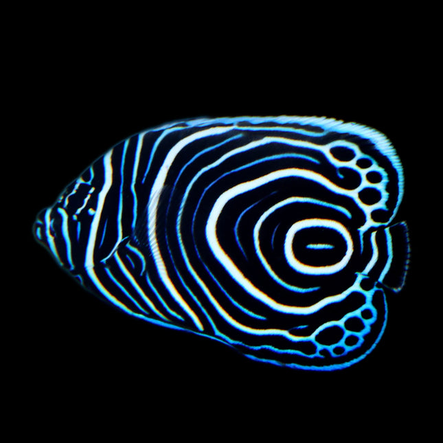 Emperor Angelfish - Juvenile