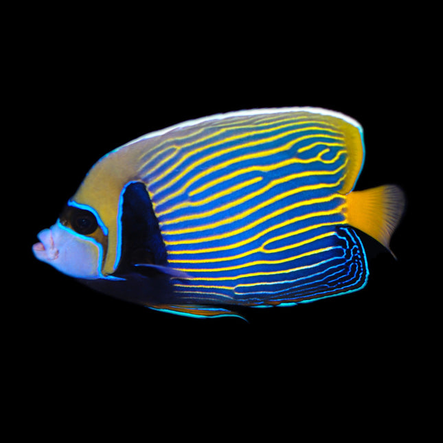 Emperor Angelfish - Adult