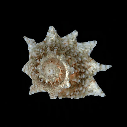 Spiny Star Astraea