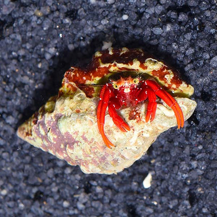 سكارلت ريف هيرميت كراب (Scarlet Reef Hermit Crab)