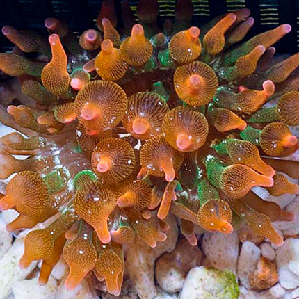 Grade A Rose Bubble Tip Anemone