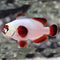 Marine Fish for Beginners