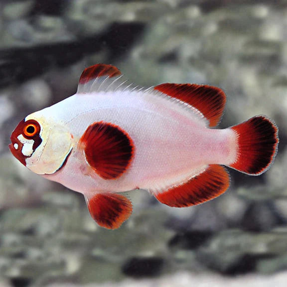 Gold Nugget Maroon Clownfish - Captive-Bred