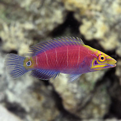 Colorful fish with a vibrant pink body and yellow head on a blurred natural background