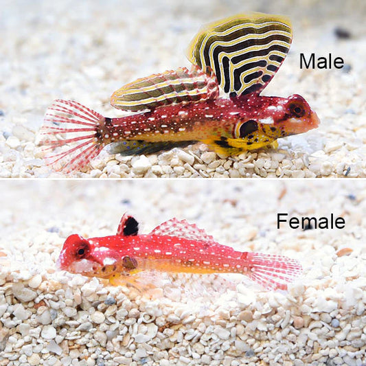 Two red fish, one labeled 'Male' and one labeled 'Female', on a gravel background.