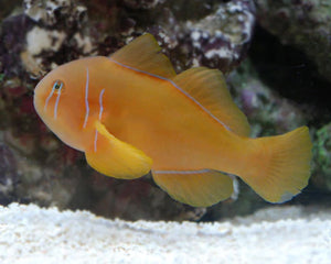 Collection image for: Nano Fish
