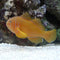 Nano Fish