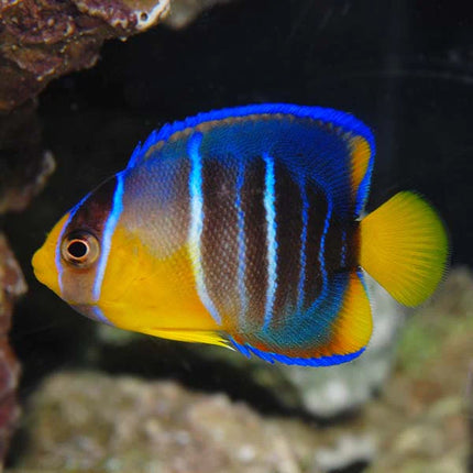 بلو أنجل فيش