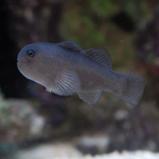 Clown Goby - Black