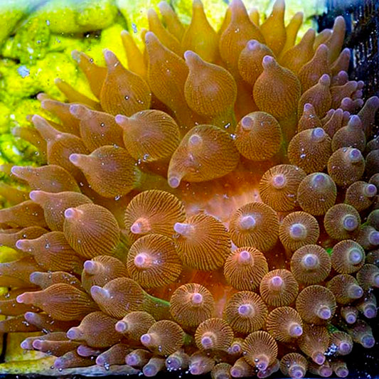 Grade B Rose Bubble Tip Anemone