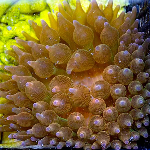 Grade B Rose Bubble Tip Anemone