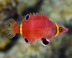 Collection image for: أسماك نانو بحرية