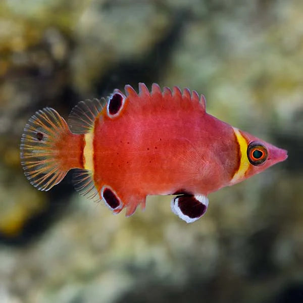 Yellow Banded Possum Wrasse