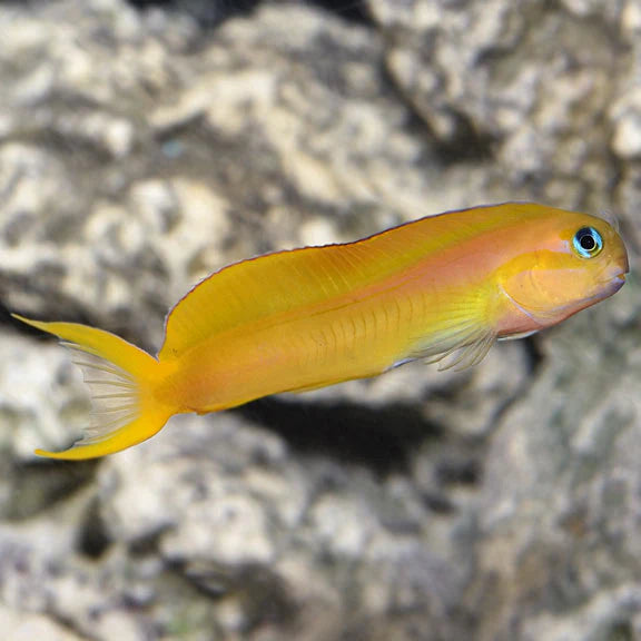 سمكة ميداس بليني (Midas Blenny)