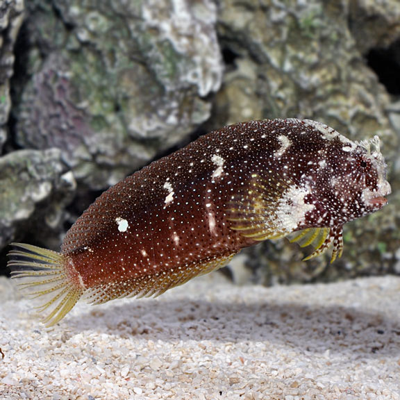 ستاري بليني (Starry Blenny)