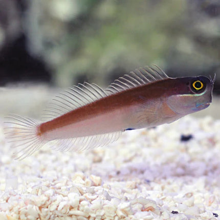 يلو آي كومبتوث بليني (Yellow Eye Combtooth Blenny)