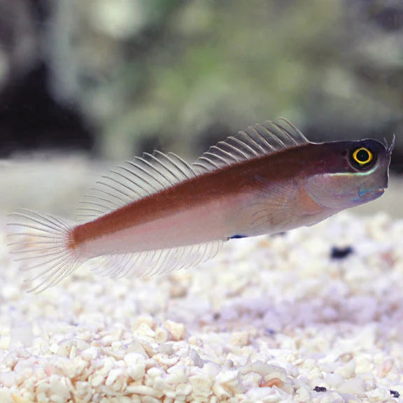 يلو آي كومبتوث بليني (Yellow Eye Combtooth Blenny)