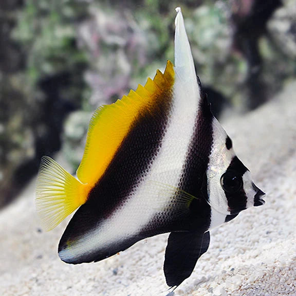 Colorful fish with black, white, and yellow colors in an aquarium setting.