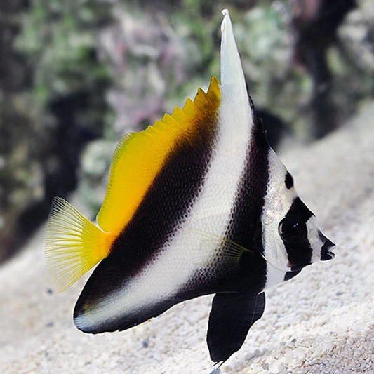Colorful fish with black, white, and yellow colors in an aquarium setting.