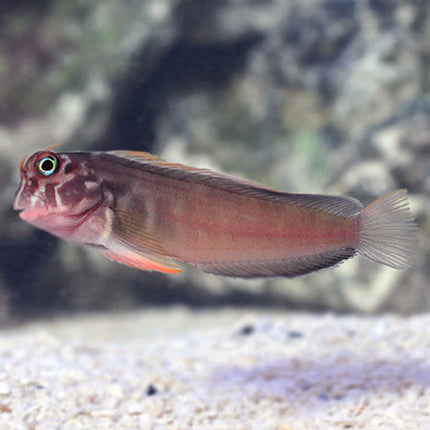 ريد ليب بليني (Red Lip Blenny)