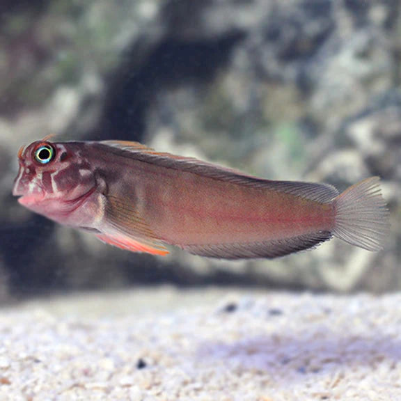 ريد ليب بليني (Red Lip Blenny)