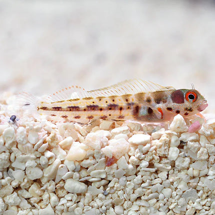 بناميك بارنكل بليني (Panamic Barnacle Blenny)